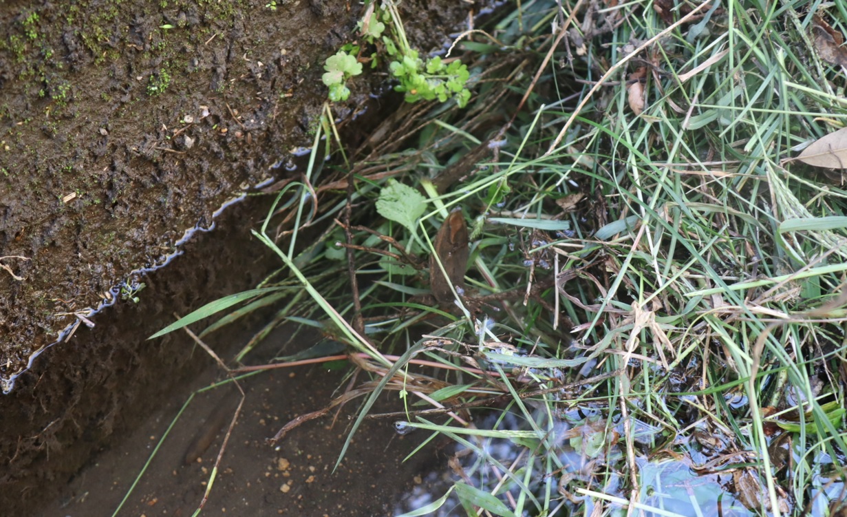 タガメ（アングル3）_タガメの里 タガメの命をつなぐ用水路_2022年9月29日13時20分頃_気温29度